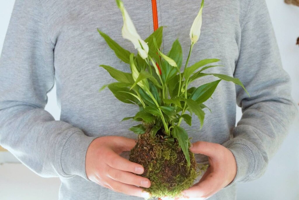 kula mchu kokedama